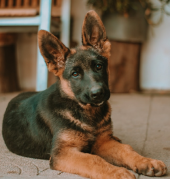Dog Image