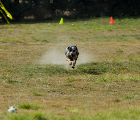 Dog Image