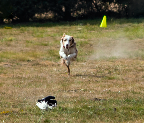 Dog Image