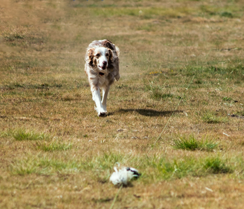 Dog Image