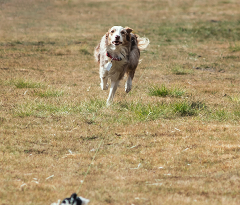 Dog Image