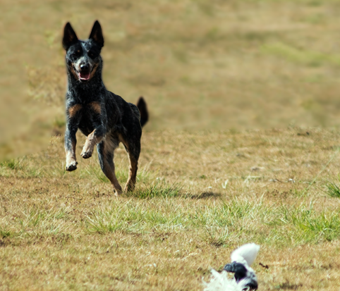 Dog Image