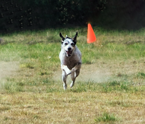 Dog Image