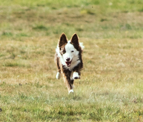 Dog Image
