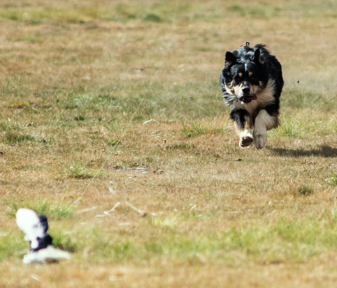 Dog Image