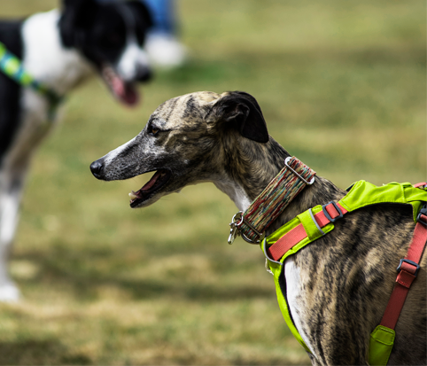 Dog Image