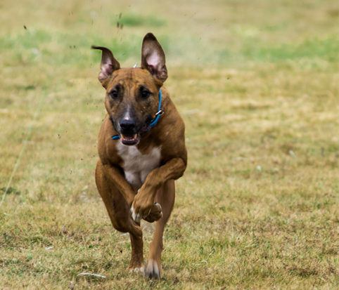 Dog Image
